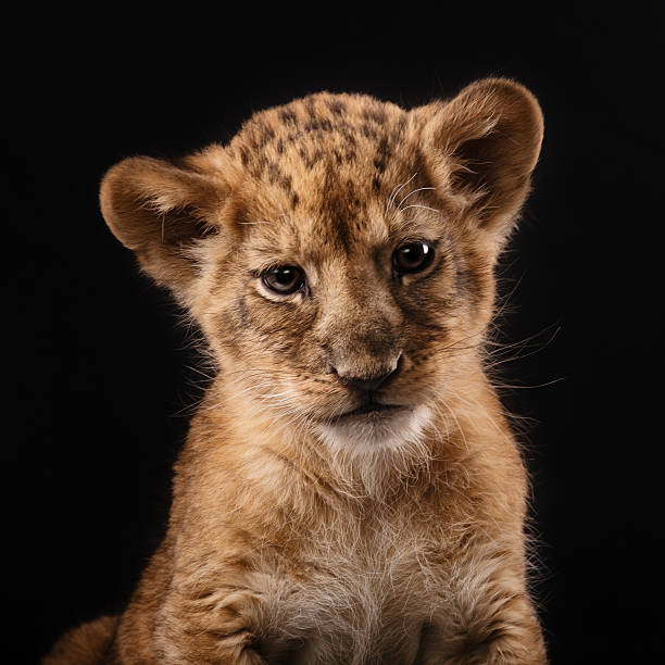 istock little lion cub  on black background 515709128