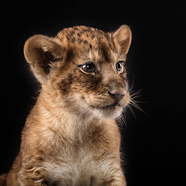 istock little lion cub  on black background 515709240