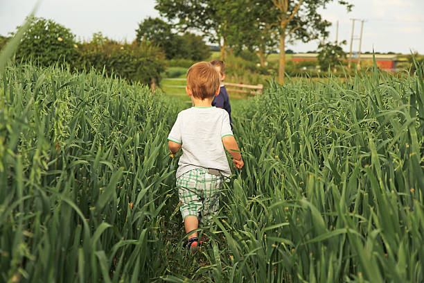 istock Two boys in field of wheat 515709282