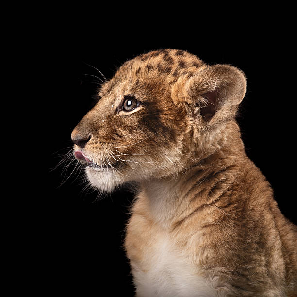 istock little lion cub  on black background 515709488