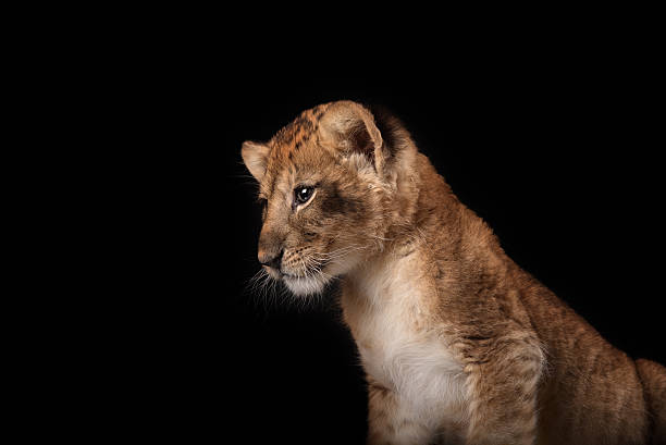 istock little lion cub  on black background 515709804