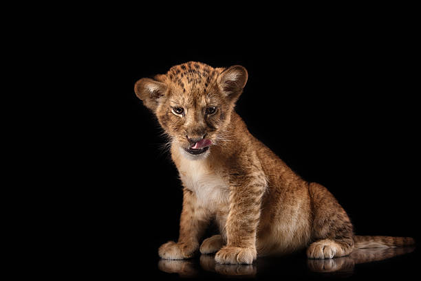 istock little lion cub  on black background 515710002