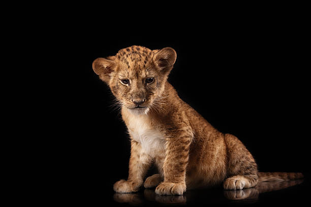 istock little lion cub  on black background 515710090