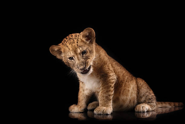 istock little lion cub  on black background 515710178