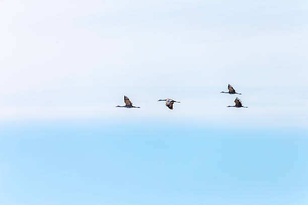 istock Four Sandhill Cranes Flying, California, USA 515710364