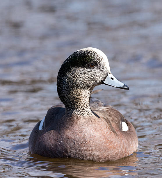 istock Male American Wigeon 515710698