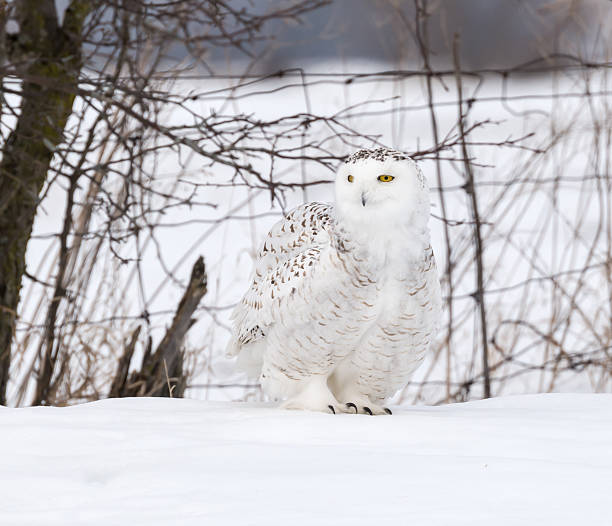istock Snowy Owl in Winter 515711644