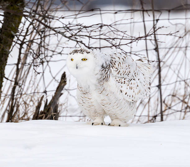 istock Snowy Owl in Winter 515711666