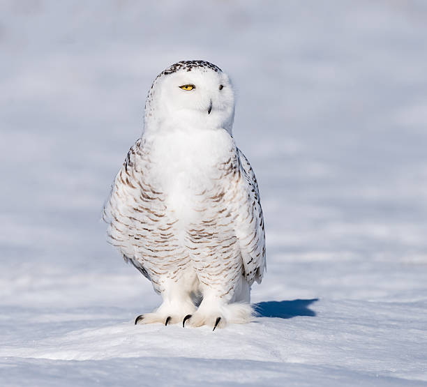 istock Snowy Owl in Winter 515711690