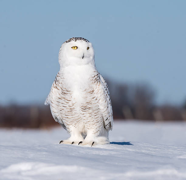 istock Snowy Owl in Winter 515711726