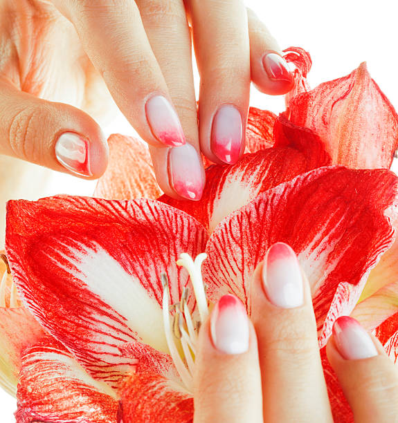 beauty delicate hands with pink Ombre design manicure holding flower stock photo