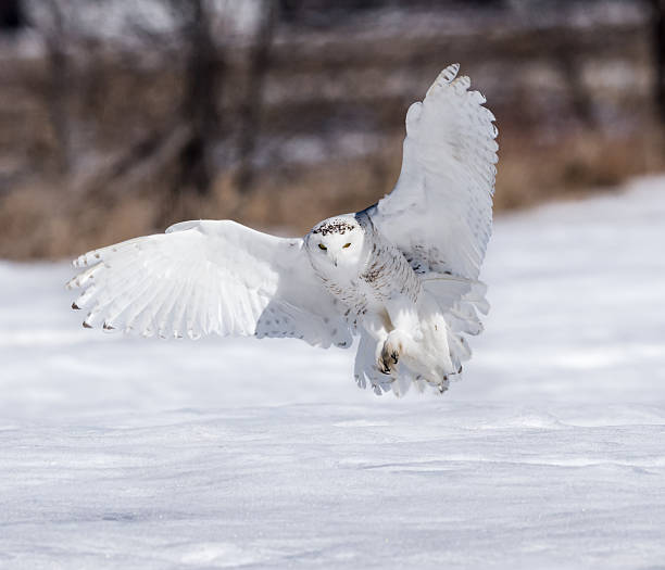 istock Snowy Owl Landing 515711970