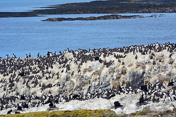 istock Guillemots, Farne Islands Nature Reserve, England 515712226