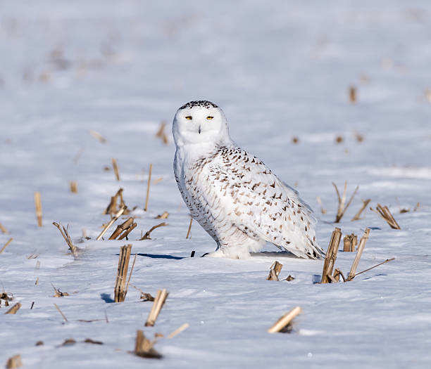 istock Snowy Owl in Winter 515712332