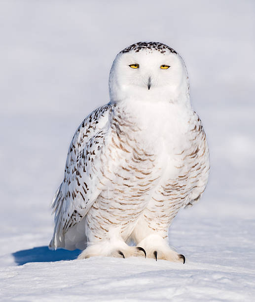 istock Snowy Owl in Winter 515712376