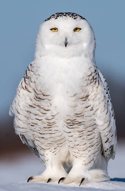 istock Snowy Owl in Winter 515712414