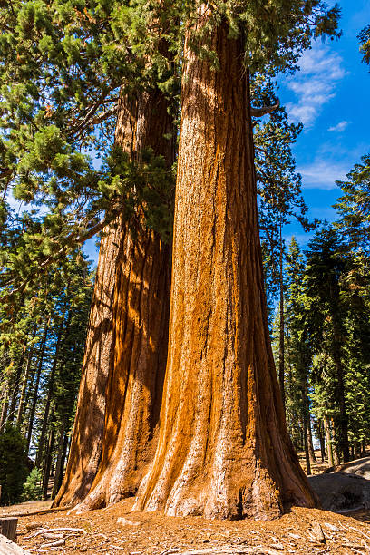 istock Giant Sequoia Tree, Giant Forest, California USA 515712872