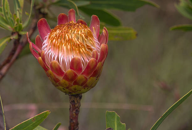 istock Red, pink, orange and white Protea Flower from the side 515713392
