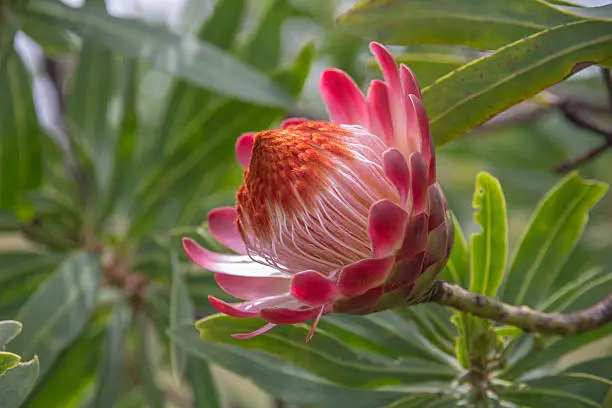 Horizontal image with one Protea flower head and stem from the right side showing the vivid colours and intricate detail of the plant.