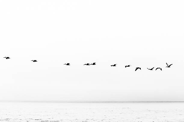 птиц, летающих над океаном в черно-белом - sea black and white horizontal horizon over water стоковые фото и изображения