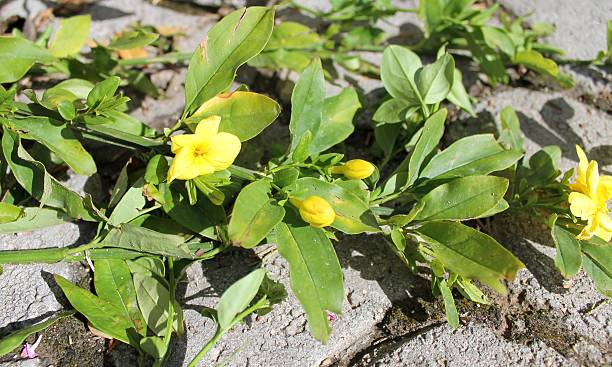 istock Yellow Jasmine Gelsemium sempervirens flowers 515713934