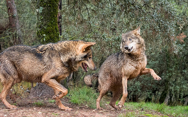 istock Couple of wolves flirting 515714082