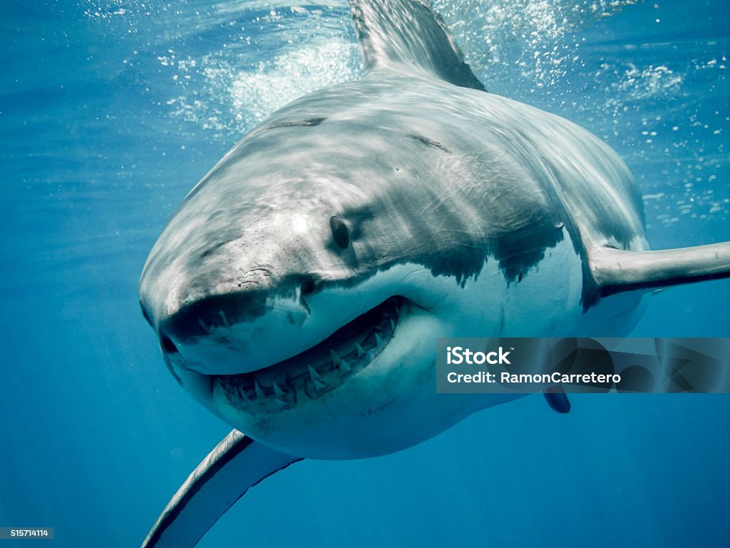 Great white shark smiling Great white shark smiling in the blue ocean Shark Stock Photo