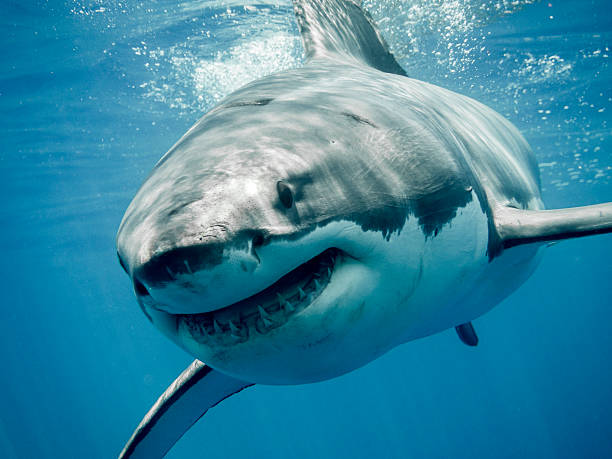 Great white shark smiling Great white shark smiling in the blue ocean shark photos stock pictures, royalty-free photos & images