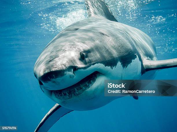 Great White Shark Smiling Stock Photo - Download Image Now - Shark, Great White Shark, Smiling