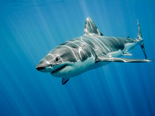 Great white shark and big blue ocean The great white shark in the big blue ocean under sun rays shark photos stock pictures, royalty-free photos & images