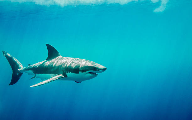 istock Great white shark in the blue ocean under sun rays 515714308