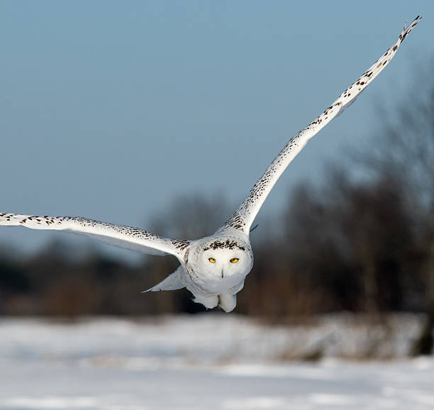 istock Snowy Owl in Flight on Blue Sky 515715160