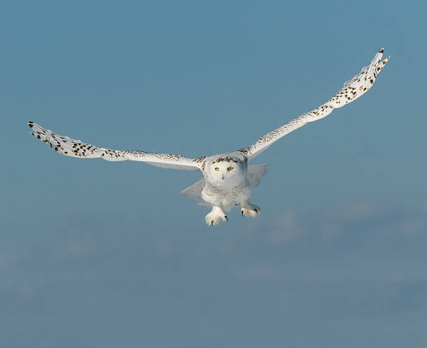 istock Snowy Owl in Flight on Blue Sky 515715202