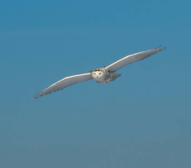 istock Snowy Owl in Flight on Blue Sky 515715316