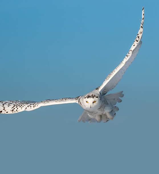 istock Snowy Owl in Flight on Blue Sky 515715382