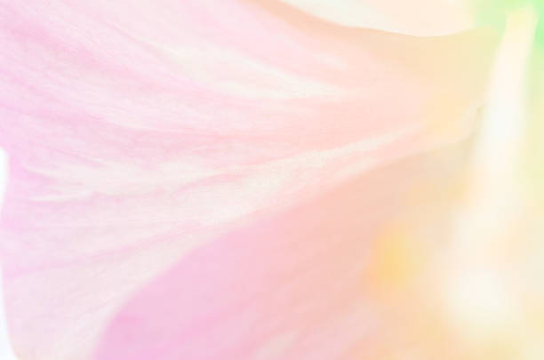 istock beautiful flowers made with color filters background 515718305