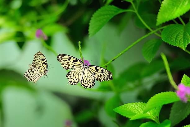 istock two flying butterflies in the bushes 01 515718773