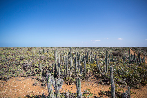 Tall cactus rising over low trees in Punta Gallinas, La Guajira, Colombia 2014.