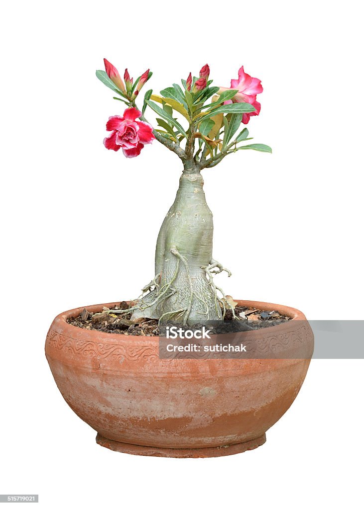 flower in  potted plant isolated on white background Cut Out Stock Photo