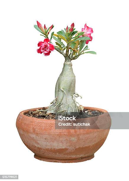 Flower In Potted Plant Isolated On White Background Stock Photo - Download Image Now