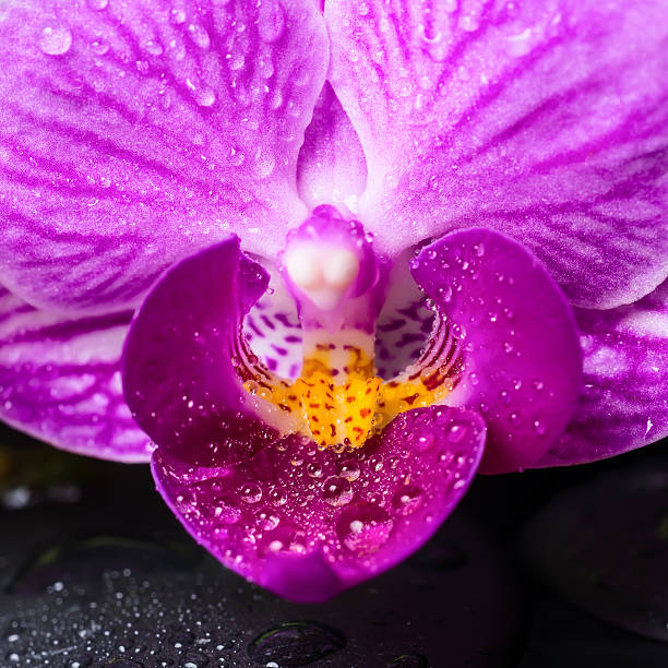 istock Spa still life of stripped violet orchid (phalaenopsis) 515720215