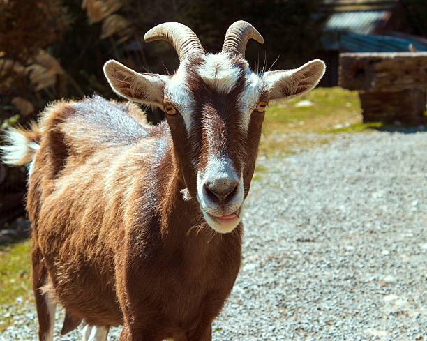 istock Goat Poses for its Portrait 515720223