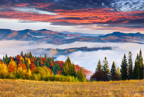 Colorful autumn morning in the Carpathian mountains. Sokilsky ridge, Ukraine, Europe.