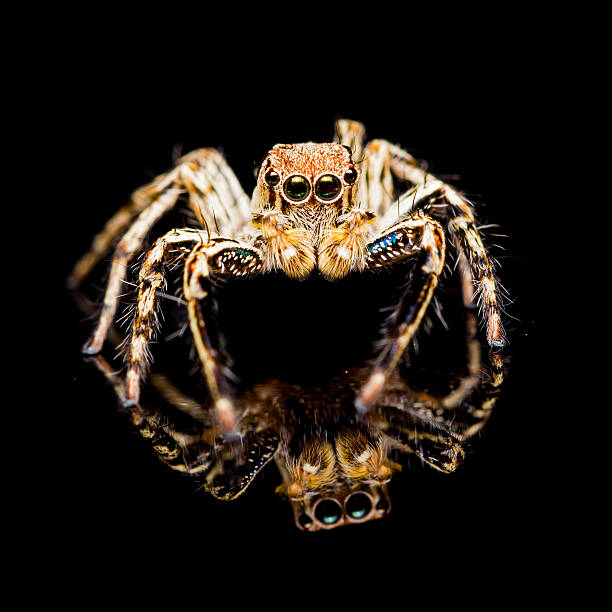 Plexippus petersi Jumping spider puste – zdjęcie