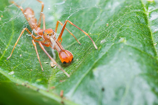 istock Myrmarachne plataleoides jumping spider 515721929