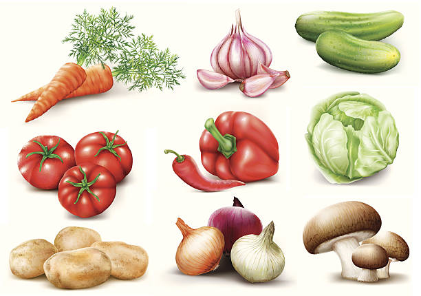 vegetables collection collection vegetables on white background. vector illustration white cabbage stock illustrations