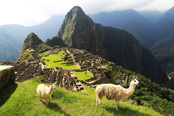 ラマでペルーのマチュピチュ - マチュピチュ ストックフォトと画像
