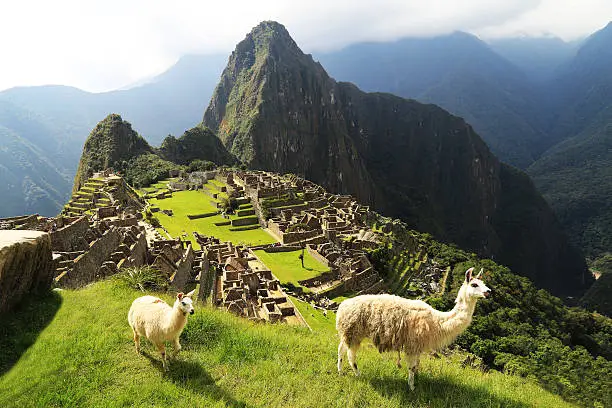 Photo of Llama at Machu Picchu, Peru