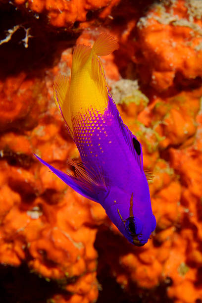 istock Fairy Basslet in front of orange sponge 515722533