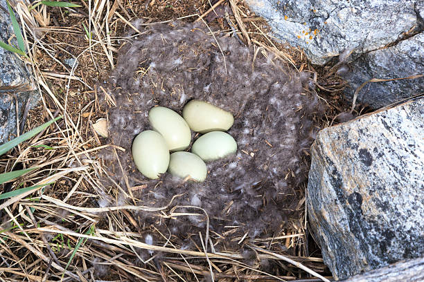 Somateria molissima, Common Eider. Somateria molissima, Common Eider.  Nest of a bird with eggs in the nature. The photo was taken in the Kandalaksha Gulf of the White Sea. Russia, Murmansk region. Island Lodeinoe. anseriformes photos stock pictures, royalty-free photos & images